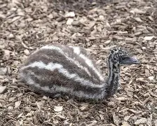 中欧网站入口 -{'崽#-謳i裔︶的简单介绍